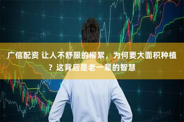 广信配资 让人不舒服的柳絮，为何要大面积种植？这背后是老一辈的智慧
